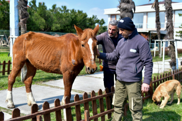 Sokağa yaralı bırakılan atı Esenyurt Belediyesi kurtardı