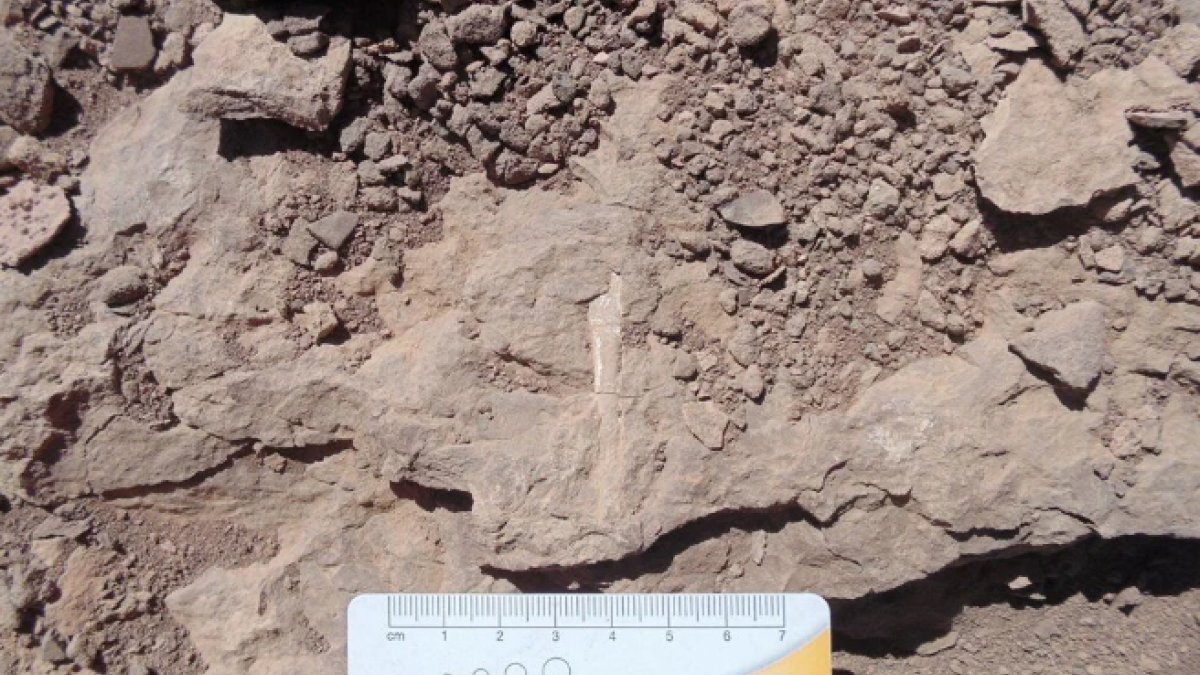 100 milyon yıllık pterosaur kemikleri bulundu