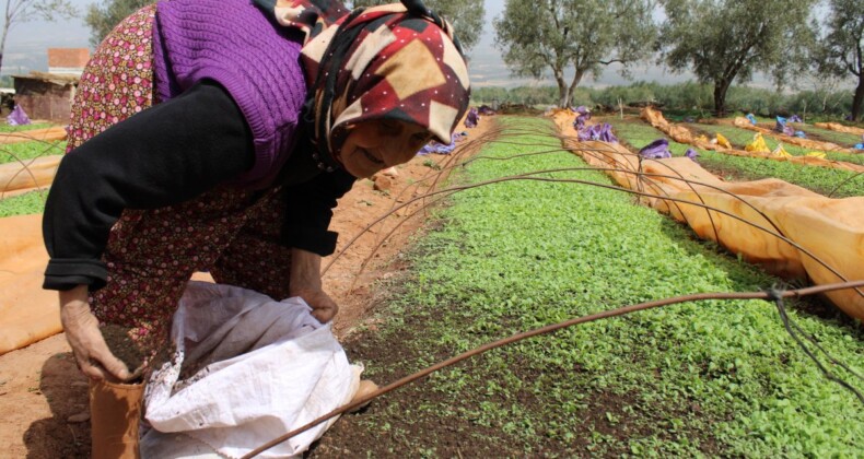 Aydın’da tütün dikimi başladı