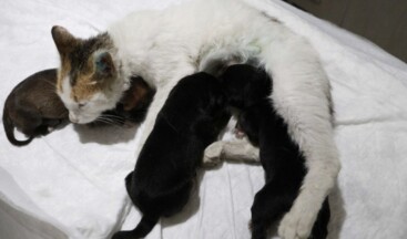 Çanakkale’de yavrularını kaybeden kedi, yavru köpeklere anne oldu