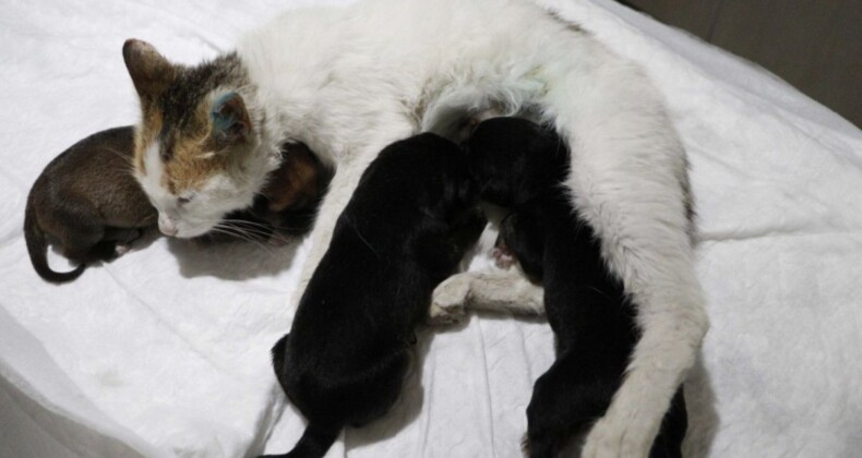 Çanakkale’de yavrularını kaybeden kedi, yavru köpeklere anne oldu