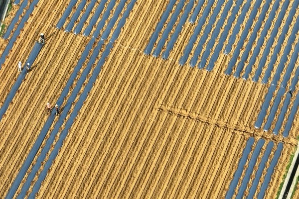 Çin’den birbirinden hoş tarım görünümleri