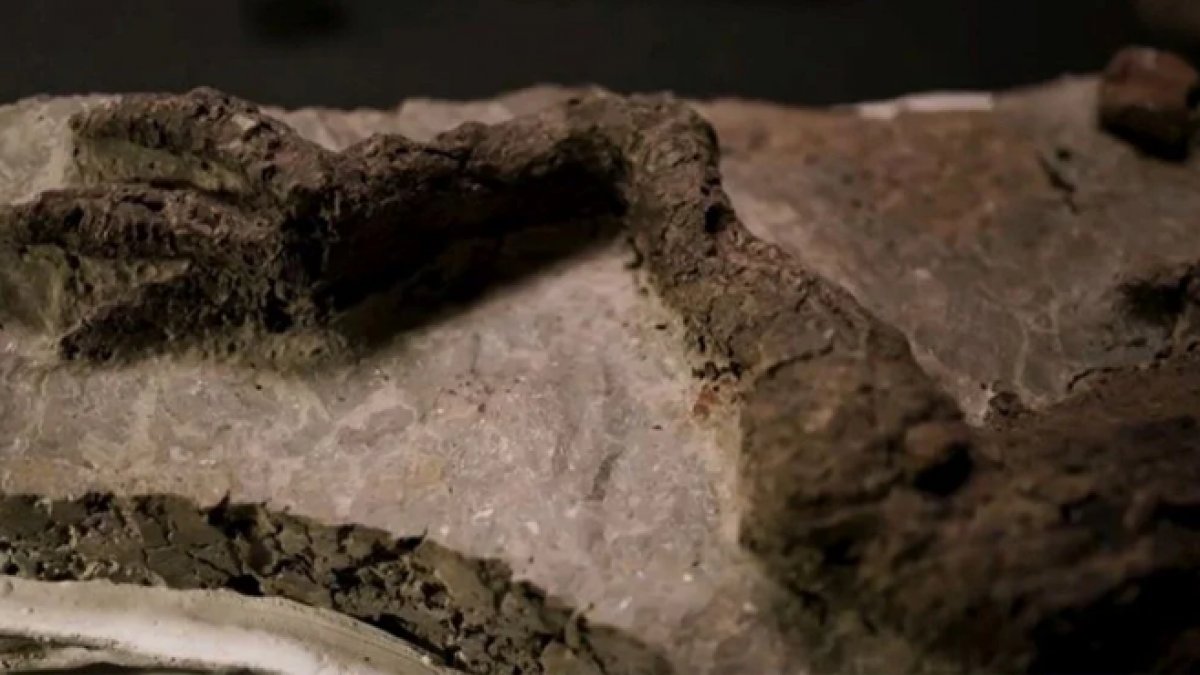 Dinozorları yok eden asteroidle bağlantılı ilk fosil bulundu