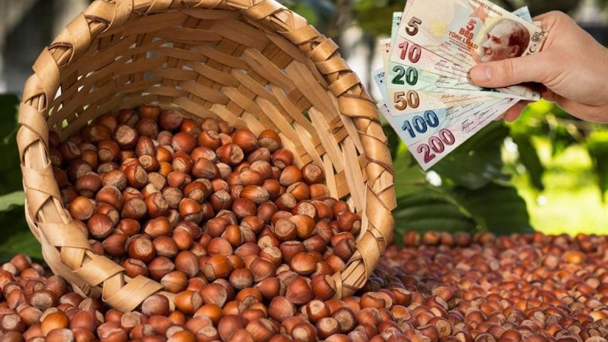 Düzce’de fındık üreticisine 71 milyon lira destek