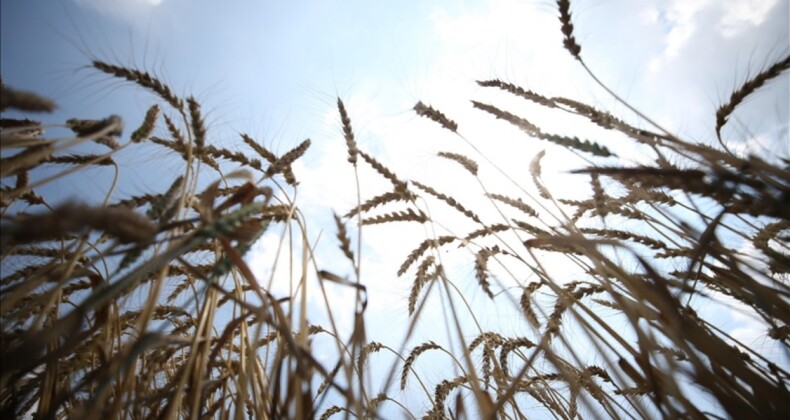 Edirne’de sert buğday 5 lira 440 kuruştan satıldı