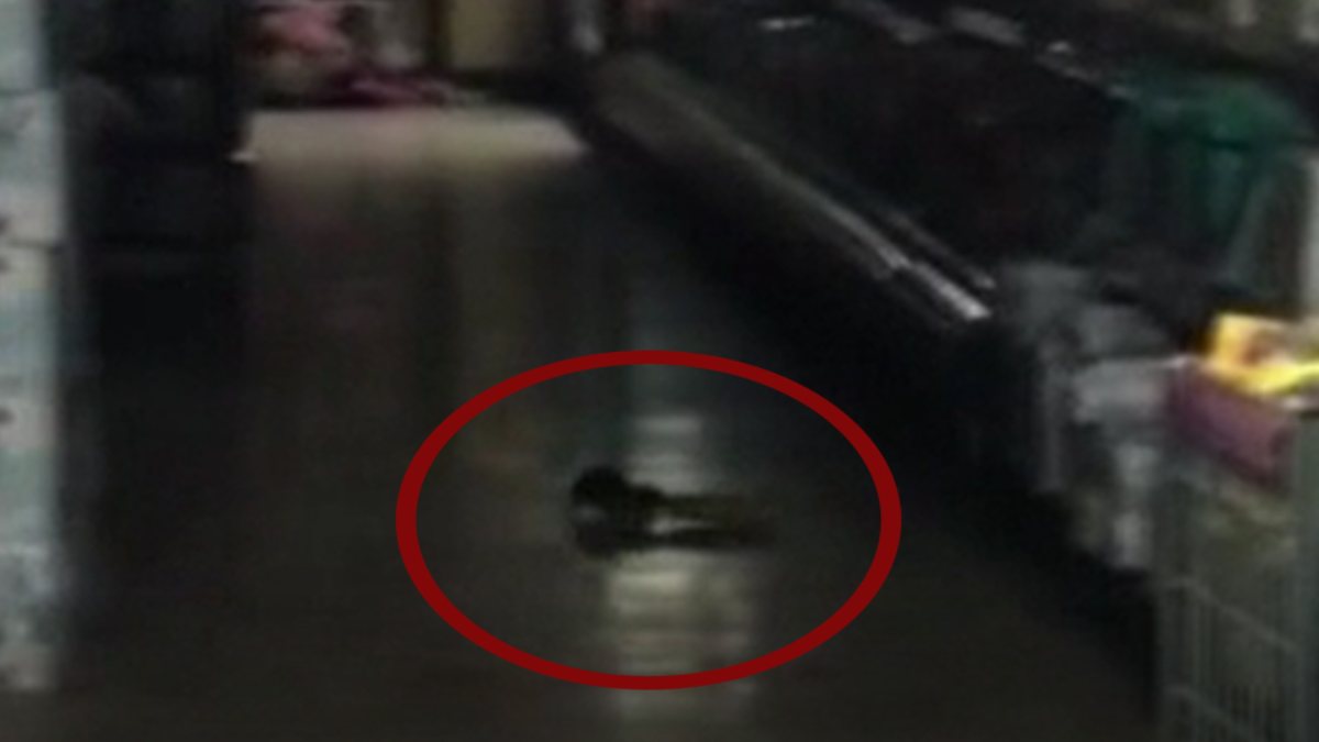 Esenler’de marketteki farelerin cirit attığı anlar