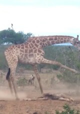 Güney Afrika’da anne zürafa, ölü yavrusu için sırtlanlara karşı koydu