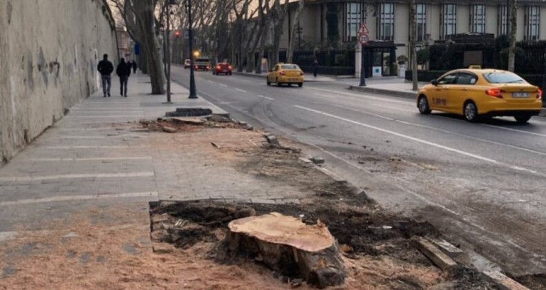 İstanbul Çevre Konseyi: Ağaçlar çeşitli bahanelerle yok edildi