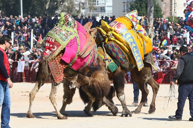 izmir 2022 deve güreşi festivali