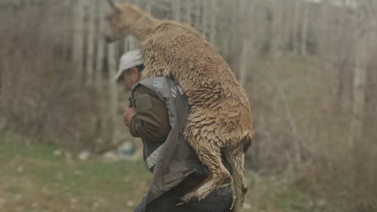 Kahramanmaraş’ta av müfettişi, hasta yaban keçisini sırtında 3 kilometre taşıdı