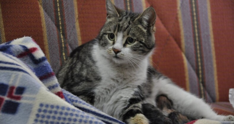 Karaman’daki kedi, doğum sancısı çekince hastane yolunu tuttu