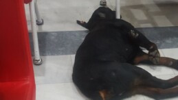 Kocaeli’de hastanedeki köpekler koridora pisledi