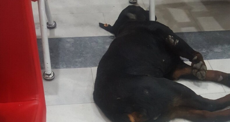 Kocaeli’de hastanedeki köpekler koridora pisledi