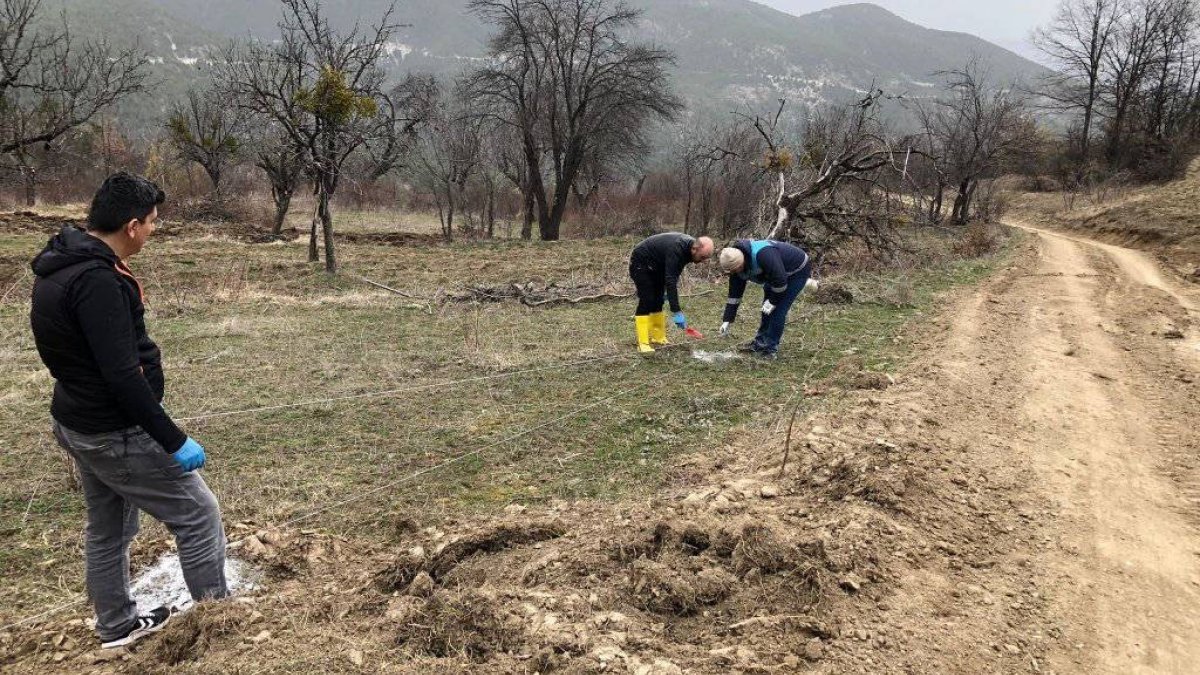 Kütahya’da küreci cinsi elma alanları çoğaltılıyor