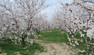 Malatya’da kayısı ağaçları çiçek açtı