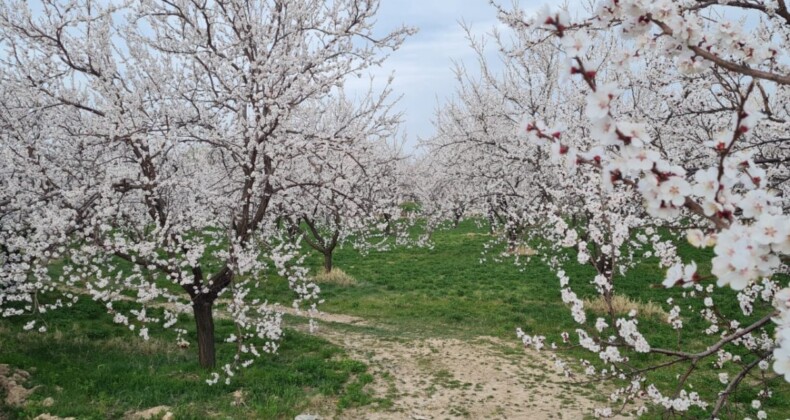 Malatya’da kayısı ağaçları çiçek açtı