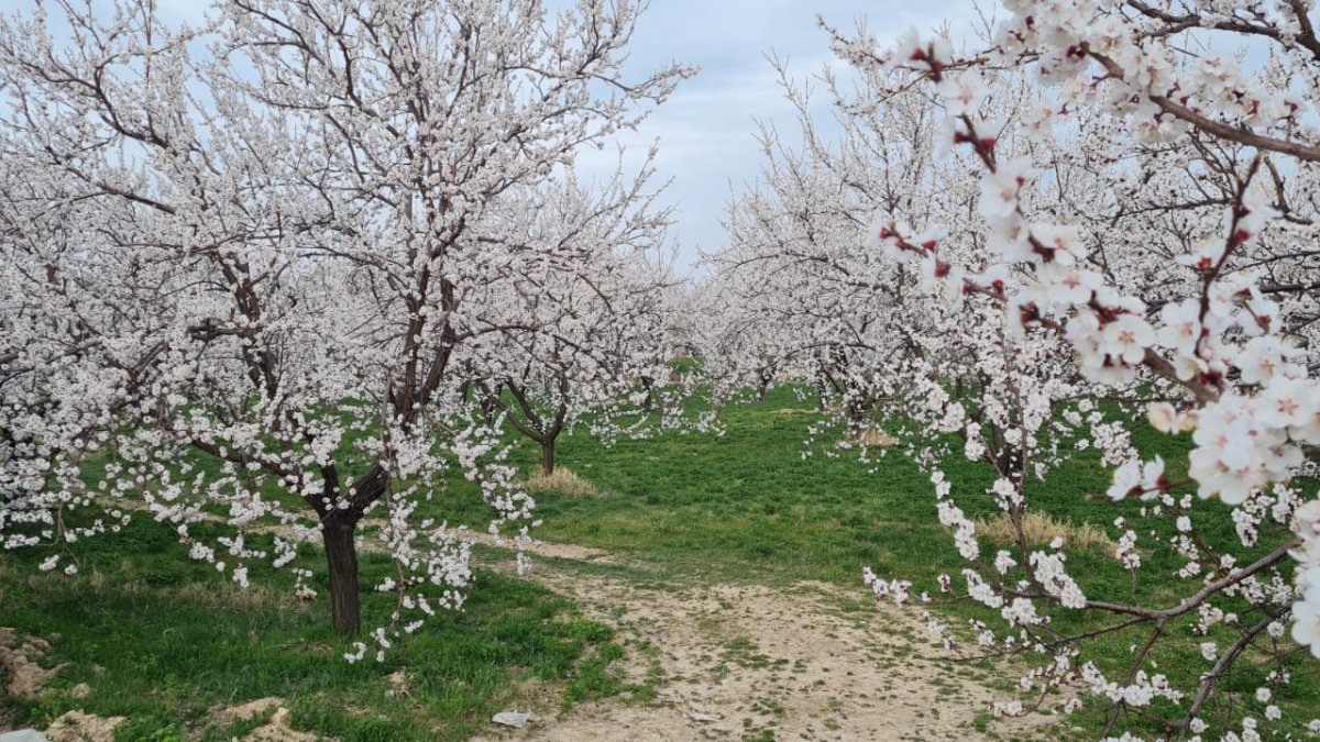 Malatya’da kayısı ağaçları çiçek açtı