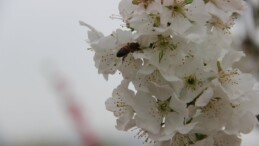 Manisa’da kirazın ilk hasadı bayramda yapılacak