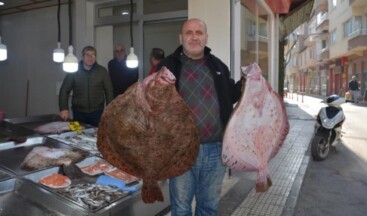 Sinop’ta balıkçıların ağına dev kalkan balıkları takıldı