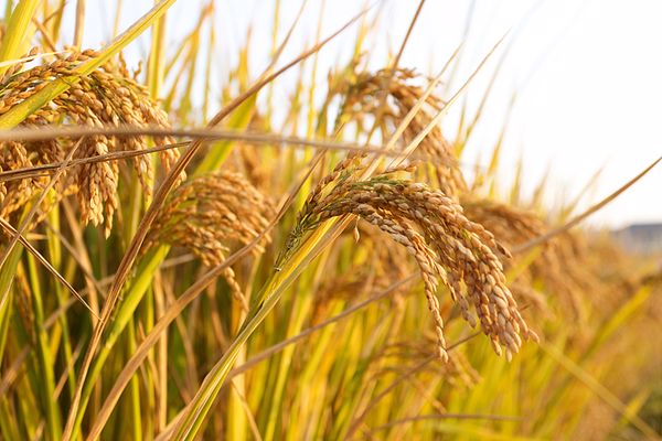 Xi’den dış belirsizliğe karşı tahılda istikrarlı yerli üretim vurgusu
