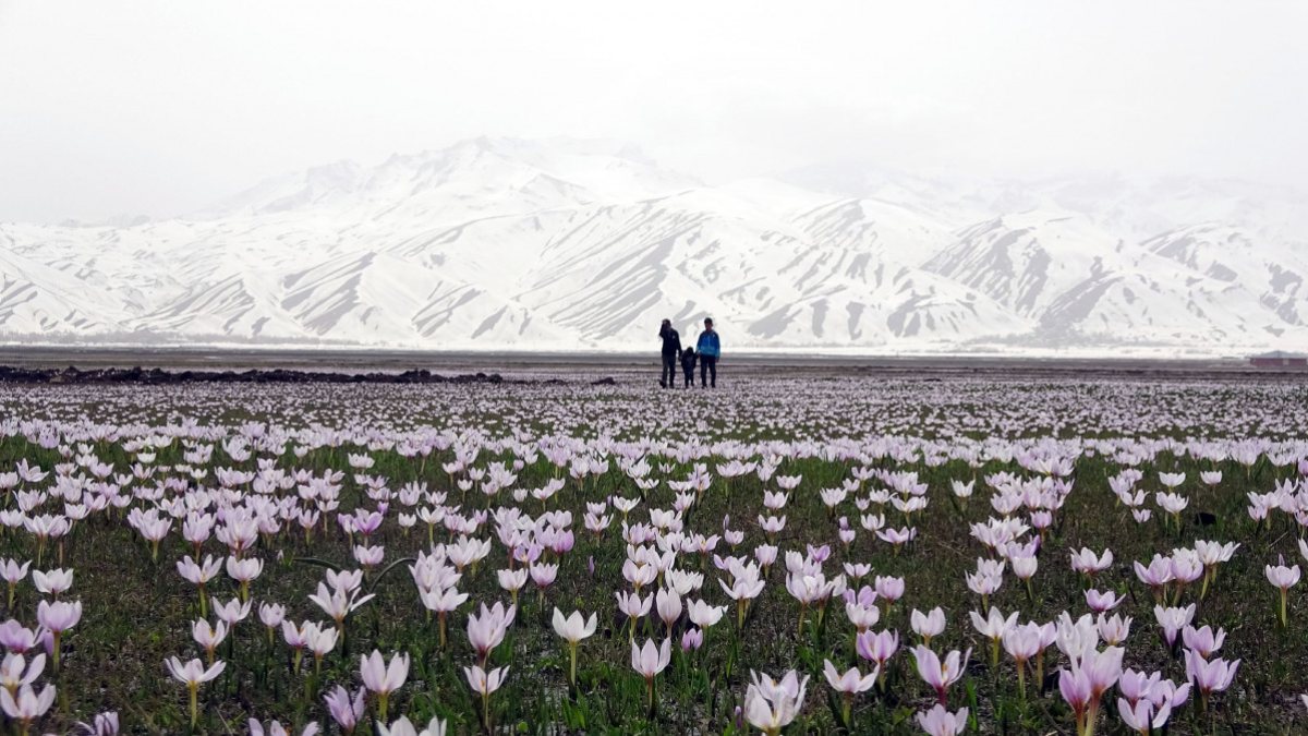 Yüksekova’da kardelenler çiçek açtı