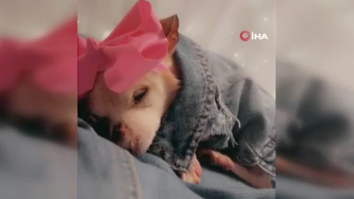 22 yaşındaki Pebbles ‘Dünyanın en yaşlı köpeği’ oldu