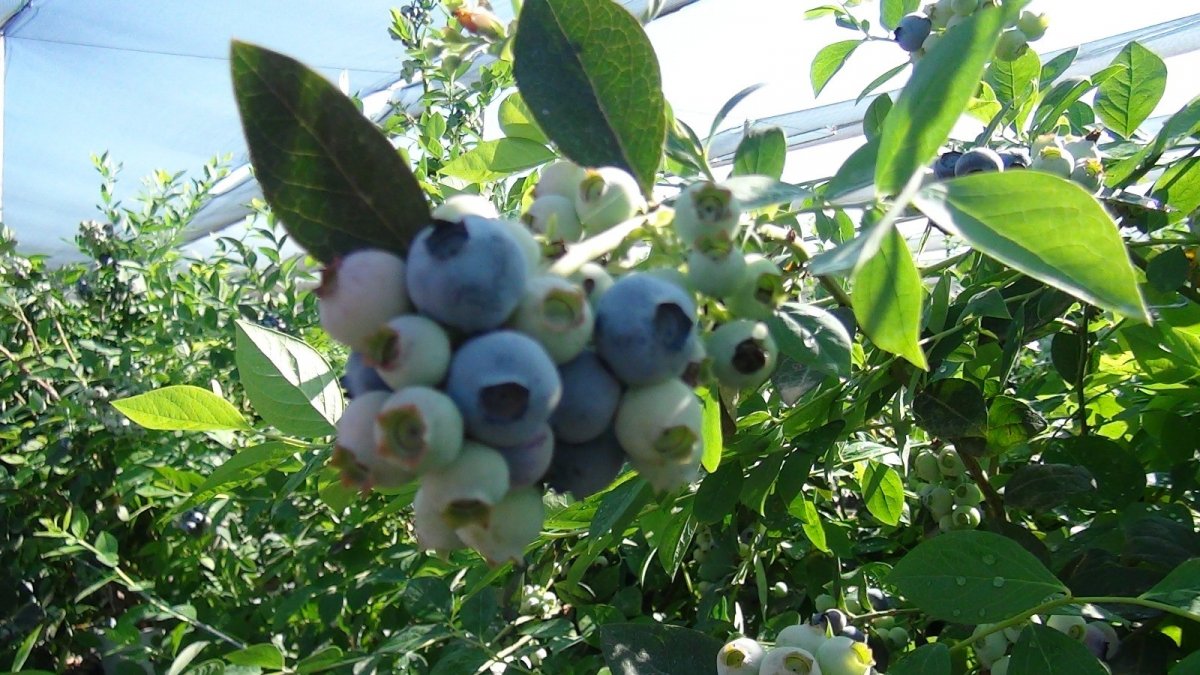 Antalya’da yaban mersininin kilosu 360 lira