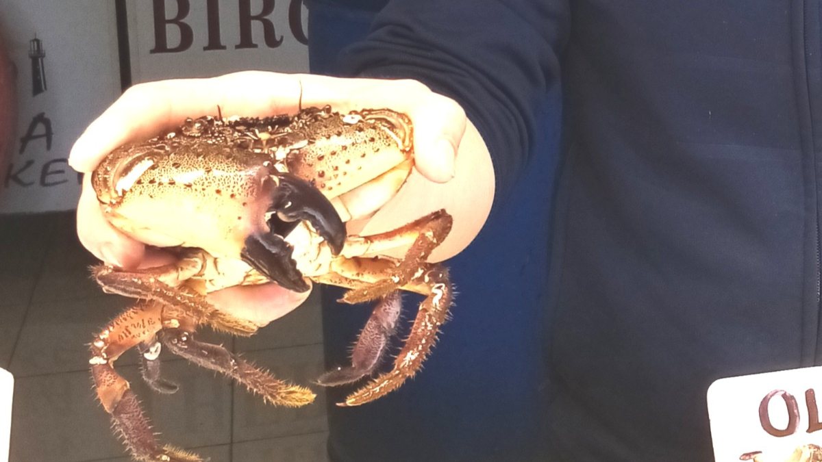 Balıkesir’de pavurya yengeçler kilosu 80 liradan satılıyor