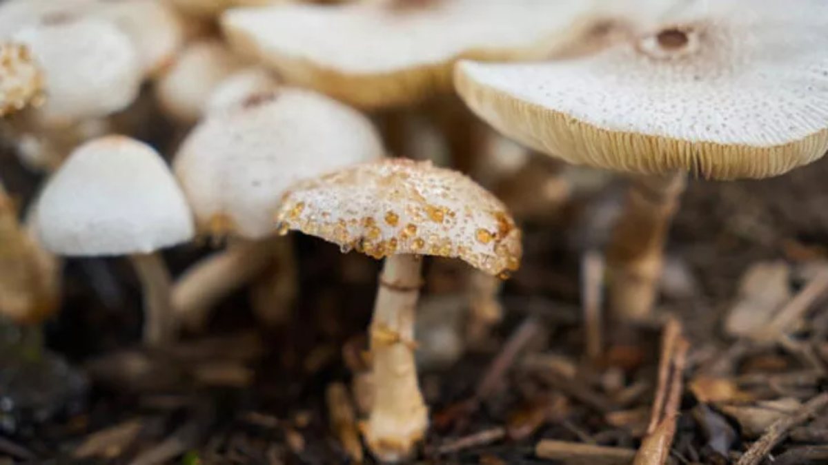 Çorum’da mantardan zehirlenen kadın hayatını kaybetti