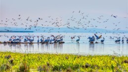 Gelecek nesiller için canlı çeşitliliği bize emanet