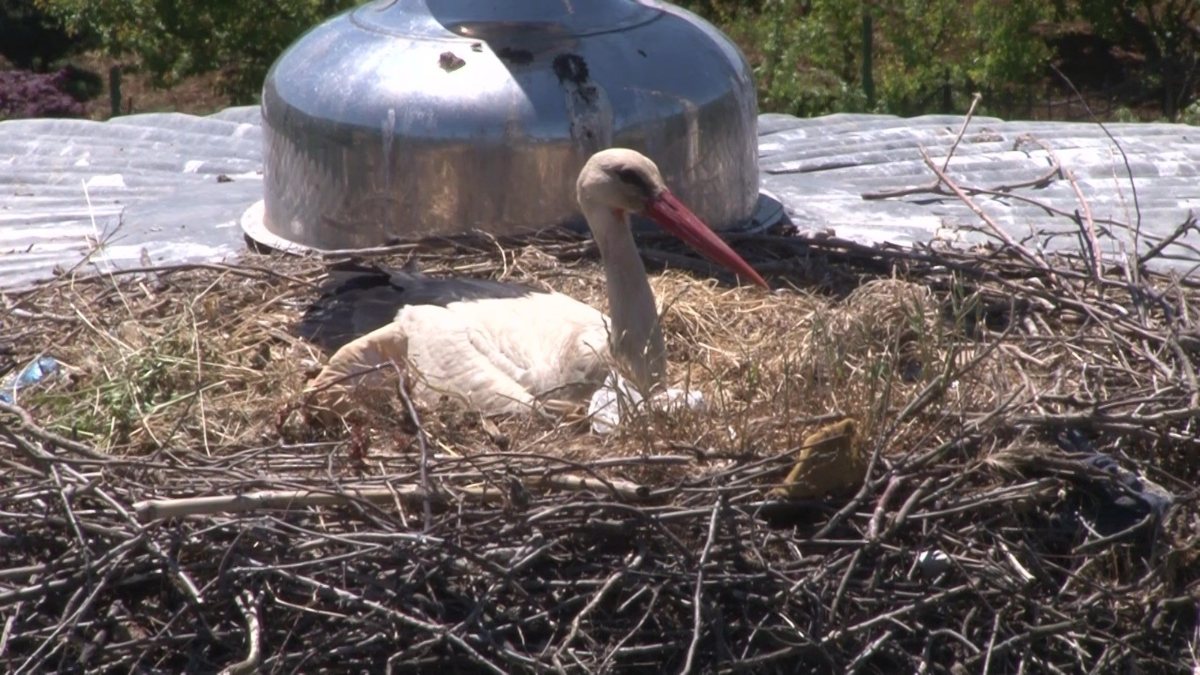 İstanbul’da ‘Yaren leylek’ 7 yıldır aynı camiden vazgeçmiyor