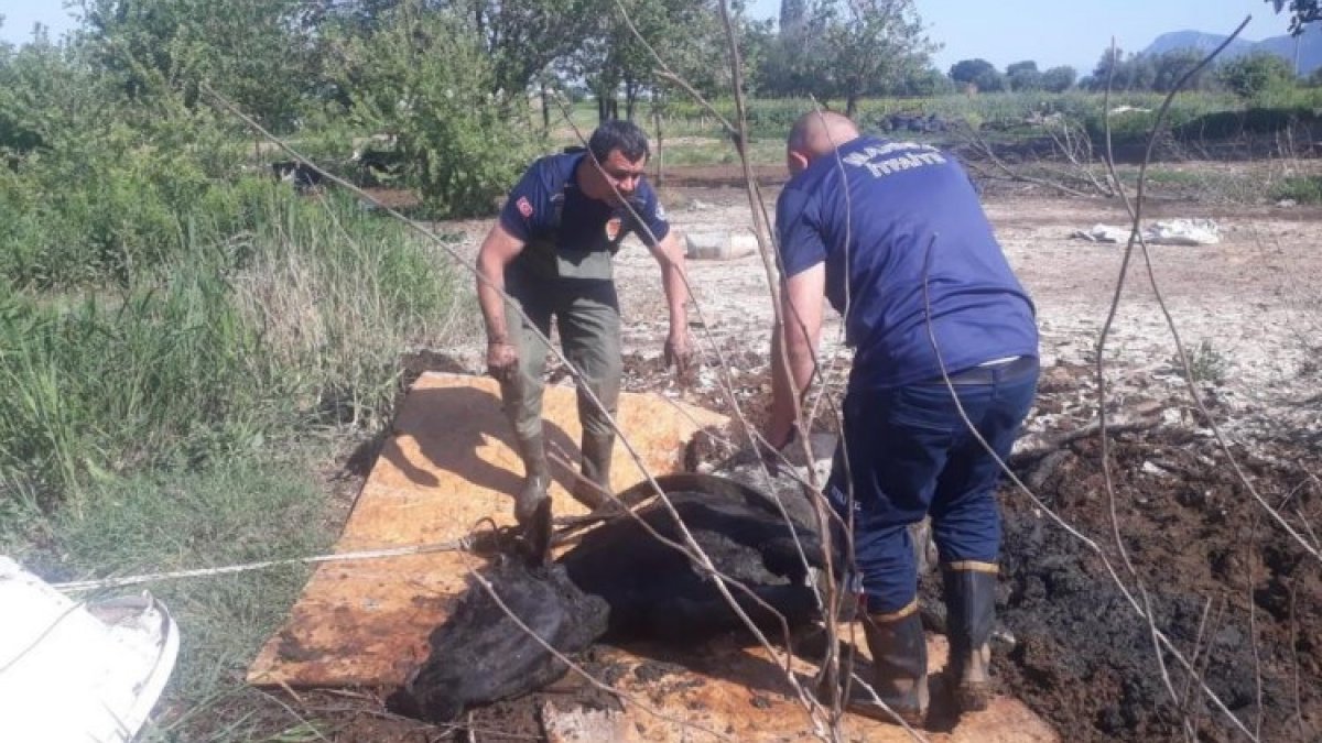 Manisa’da balçığa sağlanan ineği itfaiye kurtardı