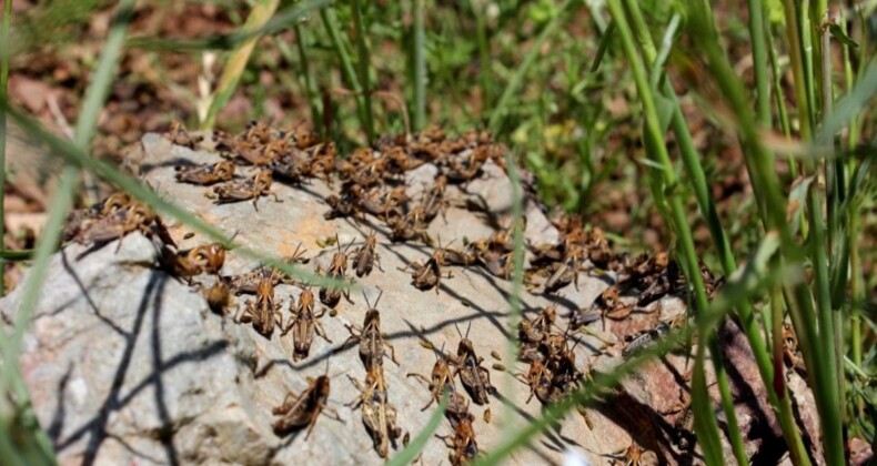 Osmaniye’de tarım arazilerini çekirgeler bastı