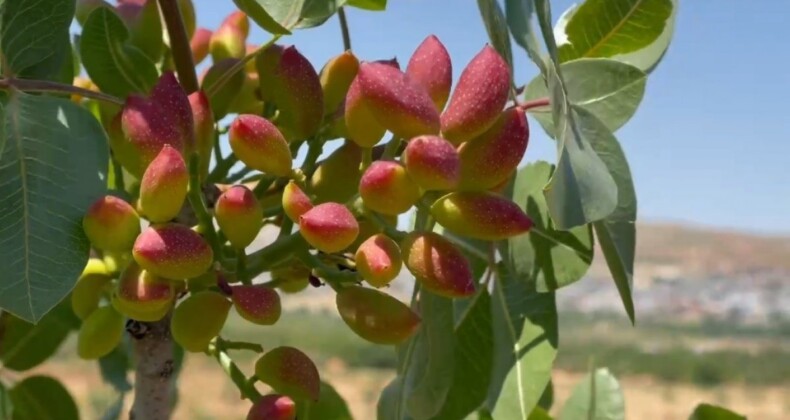 Şanlıurfa’da ekili arazilerin zararı, tarım sigortasının önemini ortaya koydu