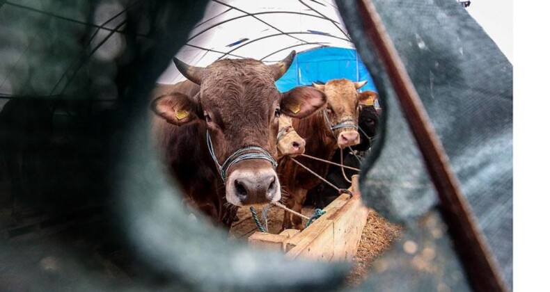 Sivas’ta kurbanlık fiyatları ve şartları belirlendi