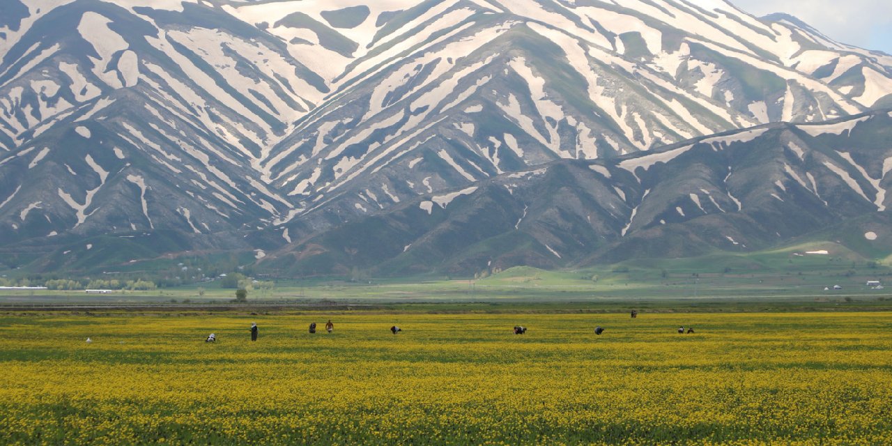 Yüksekova, baharla sarı renge büründü