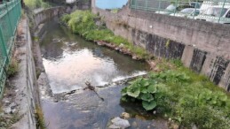 Zonguldak’ta su samuru, dereden ördek yakaladı