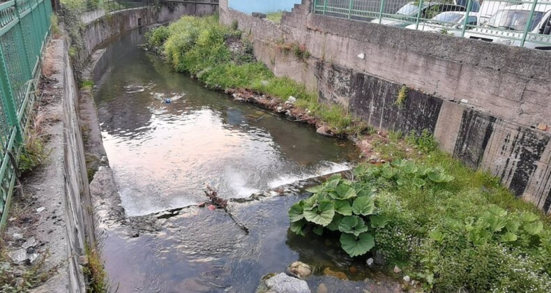 Zonguldak’ta su samuru, dereden ördek yakaladı