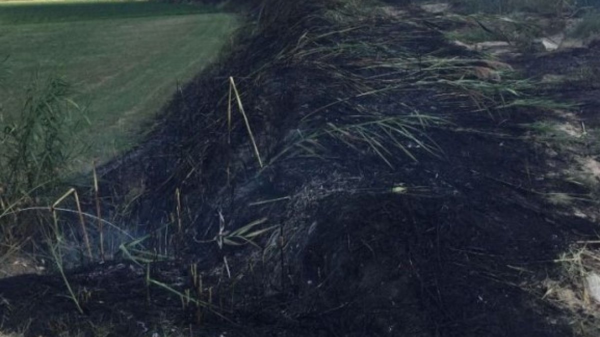 Aydın’da alevlerin ortasında kalan 3 yavru köpekten 1’i öldü