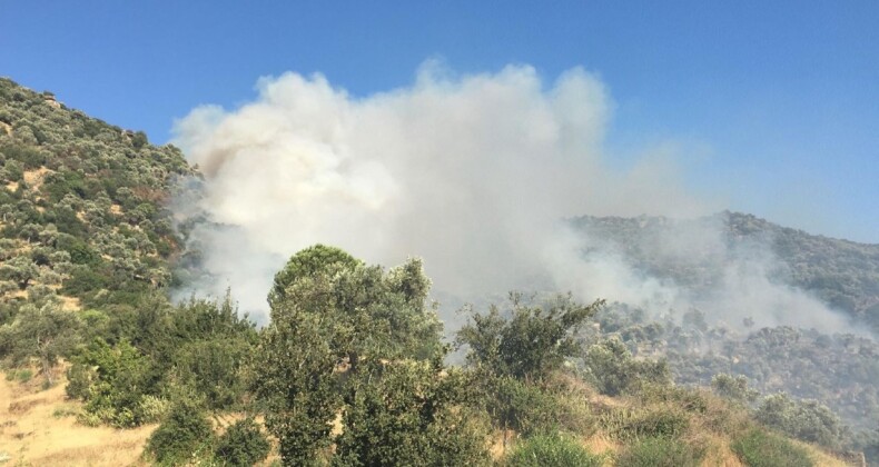 Buğday tarlasındaki yangın zeytinliğe sıçradı