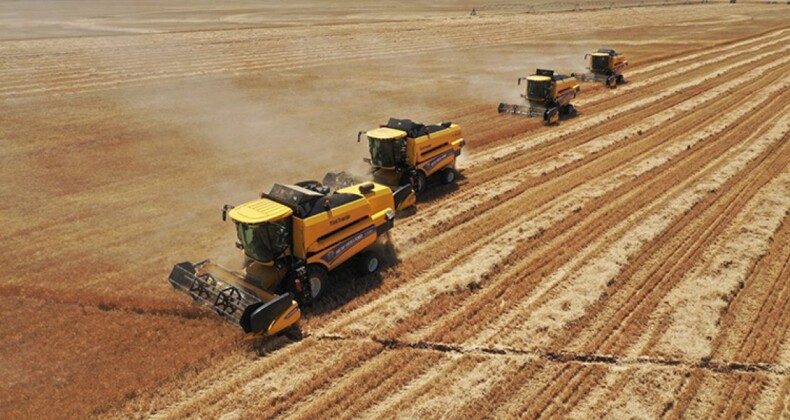 Ceylanpınar’da buğday hasadı 167 biçerdöverle sürüyor