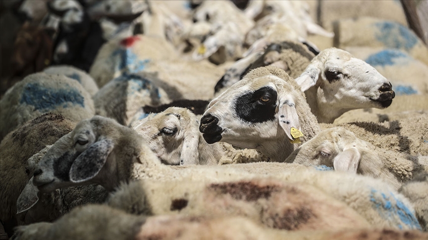 Diyanet’ten kredi kartıyla kurbanlık uyarısı: Faizli işlem günah