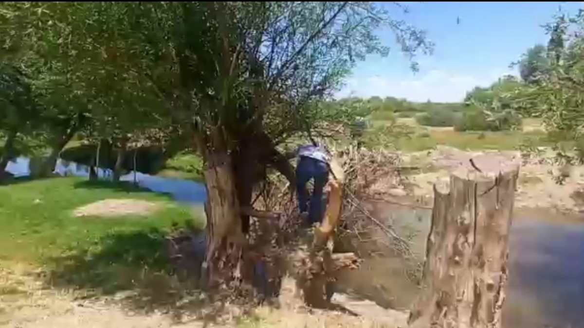 Diyarbakır’da, 2 bin 16 kök Hint keneviri ele geçirildi