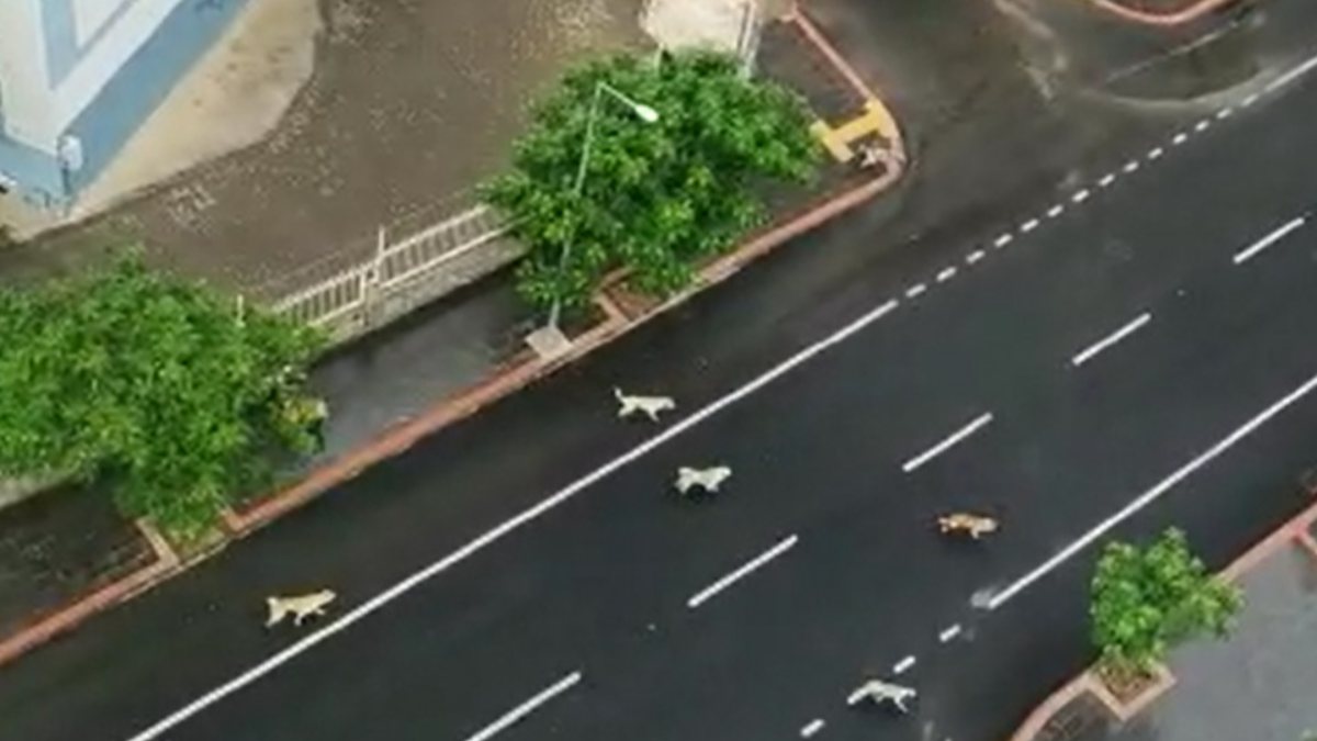 Diyarbakır’da 4 çocuğa saldıran başıboş köpekler, mahalle sakinlerini tedirgin etti