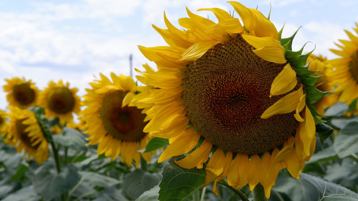 Edirne’de ayçiçeğinde son 10 yılın en yüksek verimi bekleniyor