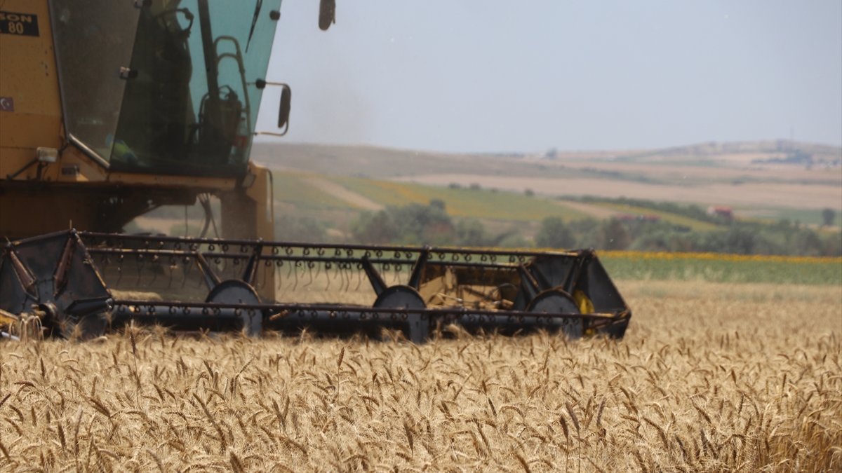 Edirne’de buğday hasadı bereketli başladı