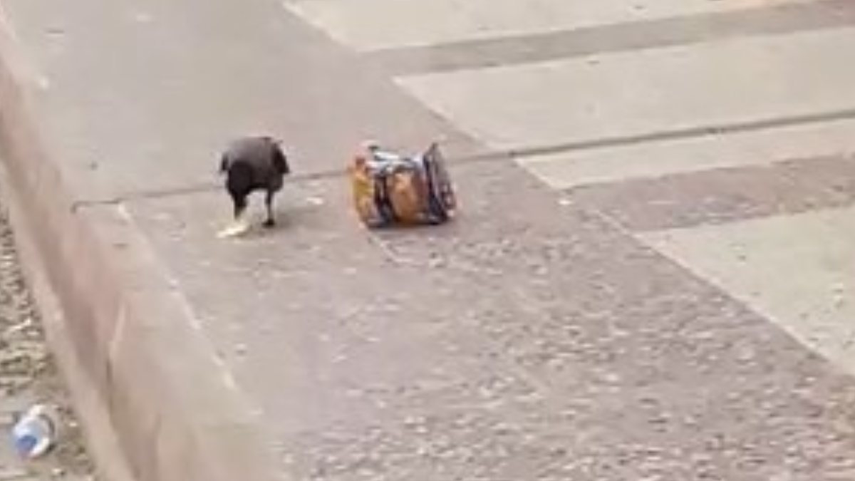 Elazığ’da cips hırsızı karga kameralara yakalandı