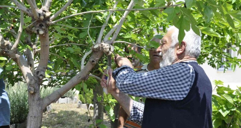 Eskişehir’de ipekböcekçiliği yaygınlaşıyor