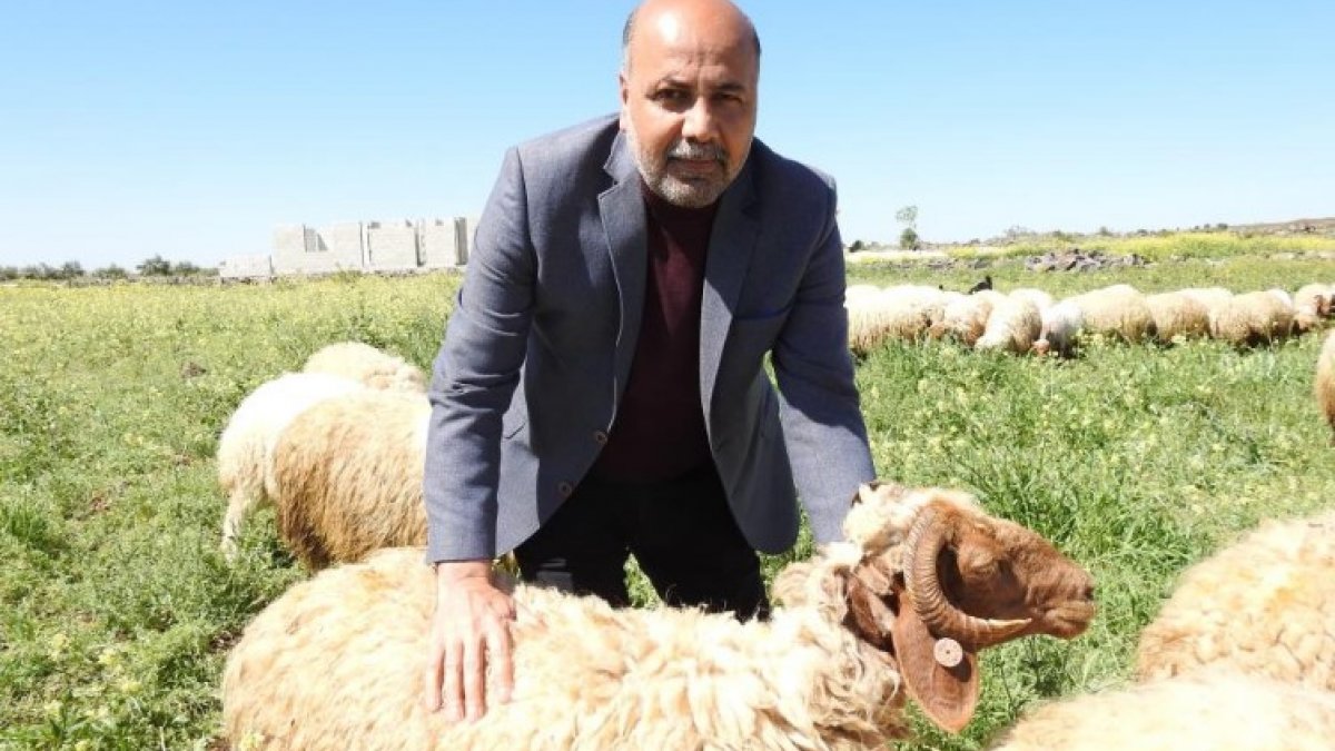 Gaziantep’te kurbanlık fiyatları belli oldu