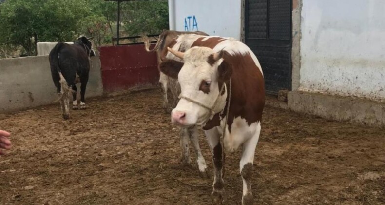 Hayvan pazarlarında Kurban Bayramı hareketliliği başladı